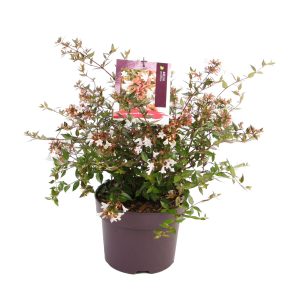 Abelia grandiflora -