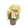 Achillea mil. 'Milly Rock Yellow Terracotta' -