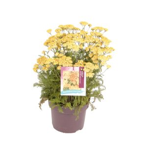 Achillea mil. 'Milly Rock Yellow Terracotta' -