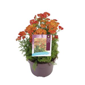 Achillea mil. 'Milly Rock Red' -