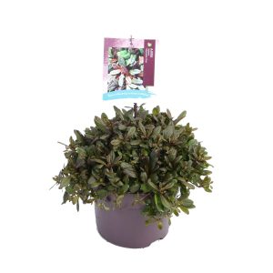 Ajuga rep. 'Choclate Chip' -