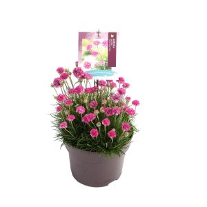 Armeria mar. 'Abbey White' -