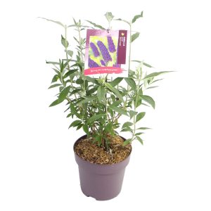 Buddleja d. 'Black Knight' -