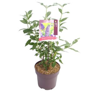 Buddleja d. 'Empire Blue' -