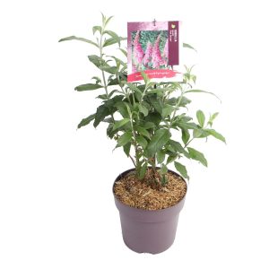 Buddleja d. 'Pink Delight' -