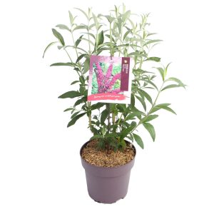 Buddleja d. 'Royal Red' -