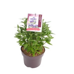 Caryopteris cland. 'Grand Bleu' -