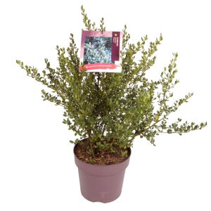 Ceanothus imp. 'Victoria' -