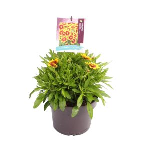 Coreopsis gr. 'UpTick Gold & Bronze' -