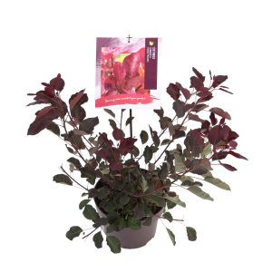 Cotinus cog. 'Dusky Maiden' -