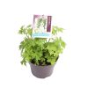 Delphinium cul. 'Magic Fountain White' -