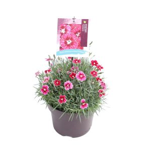 Dianthus car. 'Flutterburst' -