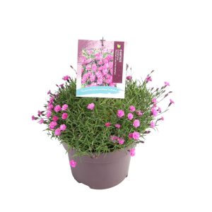 Dianthus car. 'Mountainfrost Pink PomPom' -