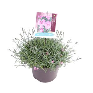 Dianthus car. 'Mountainfrost Pink Twinkle' -