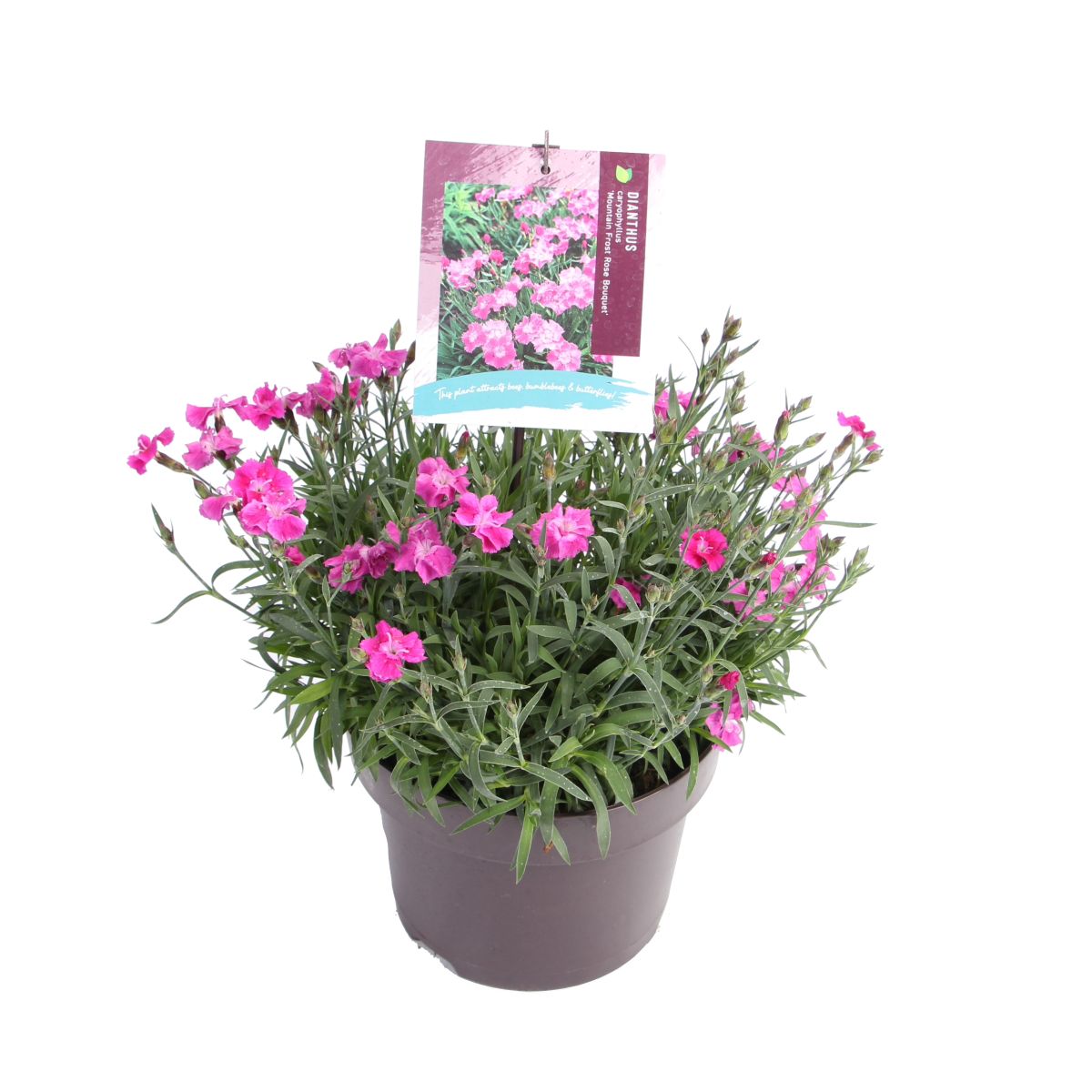 Dianthus car. 'Mountainfrost Rose Bouquet' -