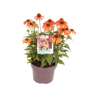 Echinacea p. 'Lakota™ Orange' -