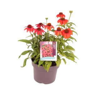 Echinacea p. 'Lakota™ Red' -