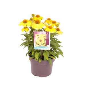 Echinacea p. 'Mellow Yellows' -