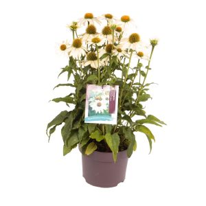 Echinacea p. 'PowWow™ White' -