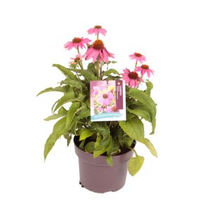 Echinacea p. 'PowWow™ Wild Berry' -