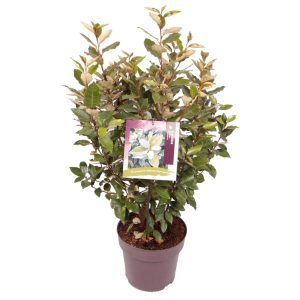 Elaeagnus ebb. 'Compacta' -