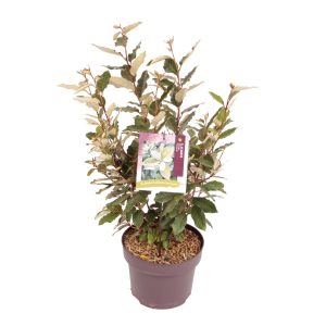 Elaeagnus ebb. 'Compacta' -