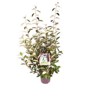 Elaeagnus ebbingei -