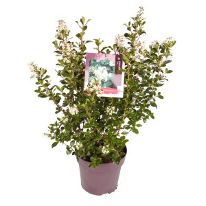 Escallonia 'Iveyi' -