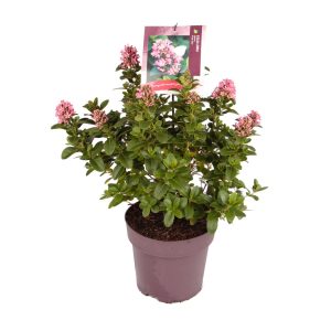 Escallonia laevis 'Pink Elle' -