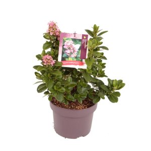 Escallonia laevis 'Pink Elle' -