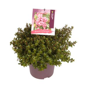 Escallonia 'Red Dream' -