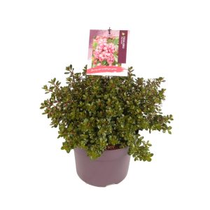 Escallonia 'Red Dream' -