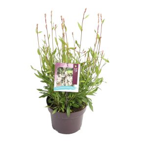 Gaura l. 'Elurra' -