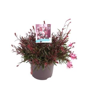 Gaura l. 'Gaudi® Pink' -