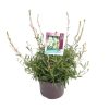 Gaura l. 'Gaudi® White' -