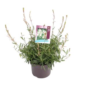 Gaura l. 'Gaudi® White' -