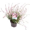 Gaura l. 'Rosy Jane' -