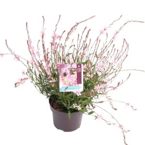 Gaura l. 'Rosy Jane' -