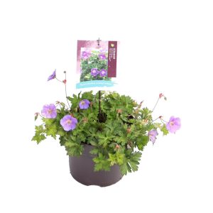 Geranium w. 'Bloom Me Away' -