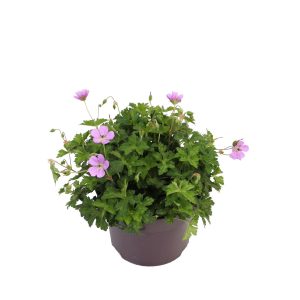 Geranium w. 'Bloom Time' -