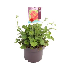 Geum chil. 'Mrs Bradshaw' (Feuerball) -