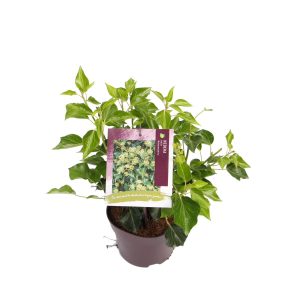 Hedera hel. 'Arborescens' -