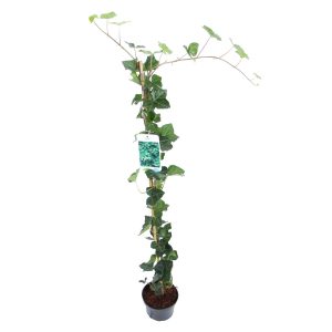 Hedera hibernica -