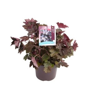 Heuchera am. 'Palace Purple' -