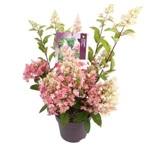 Hydrangea pan. 'Pinky Winky' -