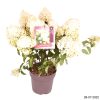 Hydrangea pan. 'Silver Dollar' -