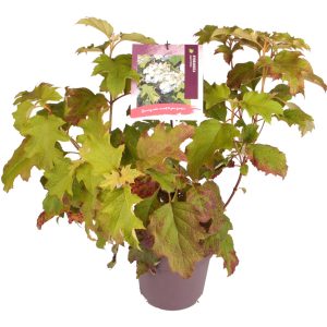 Hydrangea Quercifolia -