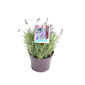 Lavandula ang. 'Hidcote' -