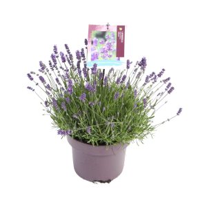 Lavandula ang. 'Hidcote' -