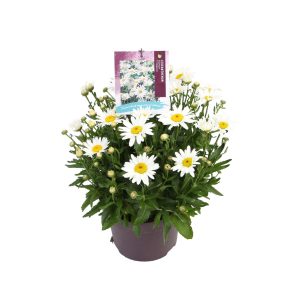 Leucanthemum max. 'F1 Madonna' -